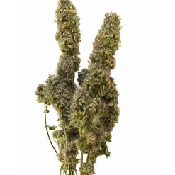 From the Field Chase the Hemp Tail Organic Catnip Cat Toy